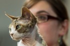 8. un 9.jūnijā vairāk nekā 230 skaisti sapucētu kaķu pulcējās Saulkrastos, lai piedalītos starptautiskajā kaķu izstādē 11