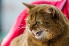 8. un 9.jūnijā vairāk nekā 230 skaisti sapucētu kaķu pulcējās Saulkrastos, lai piedalītos starptautiskajā kaķu izstādē 12