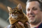8. un 9.jūnijā vairāk nekā 230 skaisti sapucētu kaķu pulcējās Saulkrastos, lai piedalītos starptautiskajā kaķu izstādē 13