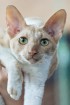8. un 9.jūnijā vairāk nekā 230 skaisti sapucētu kaķu pulcējās Saulkrastos, lai piedalītos starptautiskajā kaķu izstādē 14