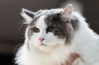 8. un 9.jūnijā vairāk nekā 230 skaisti sapucētu kaķu pulcējās Saulkrastos, lai piedalītos starptautiskajā kaķu izstādē 15