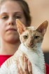 8. un 9.jūnijā vairāk nekā 230 skaisti sapucētu kaķu pulcējās Saulkrastos, lai piedalītos starptautiskajā kaķu izstādē 16