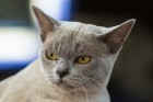 8. un 9.jūnijā vairāk nekā 230 skaisti sapucētu kaķu pulcējās Saulkrastos, lai piedalītos starptautiskajā kaķu izstādē 17