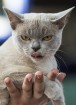 8. un 9.jūnijā vairāk nekā 230 skaisti sapucētu kaķu pulcējās Saulkrastos, lai piedalītos starptautiskajā kaķu izstādē 18