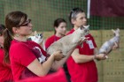 8. un 9.jūnijā vairāk nekā 230 skaisti sapucētu kaķu pulcējās Saulkrastos, lai piedalītos starptautiskajā kaķu izstādē 20