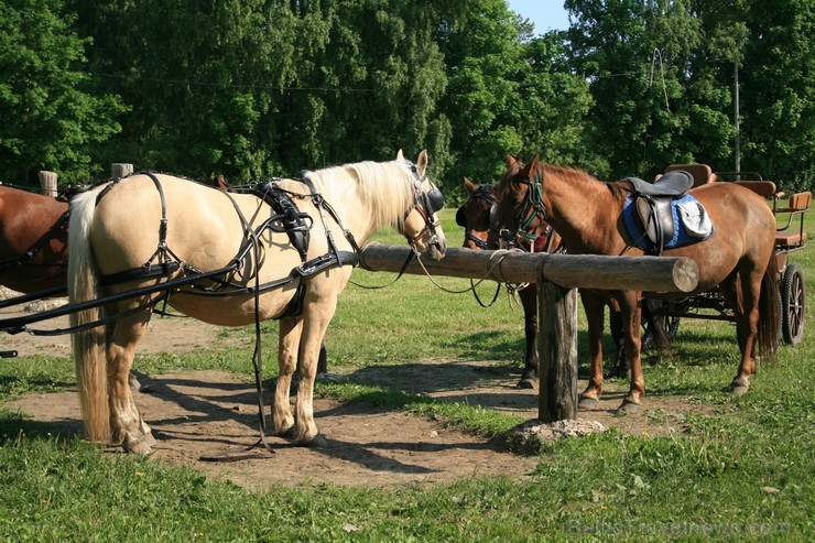 Tihuse Muhu salā Igaunijā - tā ir vieta, kur doties izjādēs ar zirgiem un baudīt atpūtu neskartā vidē. 96869