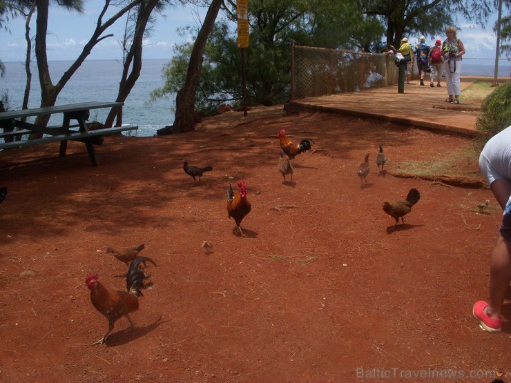 Kauai salas piekraste - Havaju salas. 2013. gada pavasarī Travel Time devās grupu braucienā uz ASV Rietumu krastu un Havaju salām. Foto: www.traveltim 97151