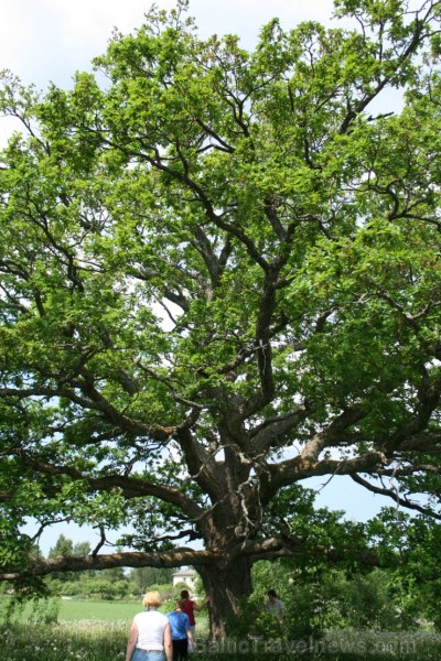 Juuru dižozoli - svētie koki. Pirmā ozola apkārtmērs 3,75 metri, otrā - 4,20 metri. Runā, ka starp diviem ozoliem bijusi baznīca, kas diemžēl nogrimus 97221