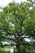 Juuru dižozoli - svētie koki. Pirmā ozola apkārtmērs 3,75 metri, otrā - 4,20 metri. Runā, ka starp diviem ozoliem bijusi baznīca, kas diemžēl nogrimus 10