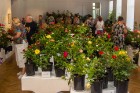 Dabas muzejā var aplūkot aptuveni 100 dažādas Latvijas apstākļiem piemērotas rožu šķirnes 3