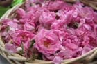 Travelnews.lv apmeklē Rožu ieleju Bulgārijā un novēro rožu eļļas iegūšanas procesu. Foto sponsors: www.GoAdventure.lv 1