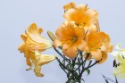 Dabas muzejā apskatāma izstāde «Cēlās lilijas» 14