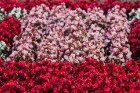 Rožu dienas Salaspils botāniskajā dārzā pulcē tūkstošiem interesentu 21
