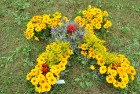 Līvānu pilsētas svētku ietvaros iedzīvotāji izveidojuši krāsainus ornamentus no ziediem. Foto: www.livani.lv 6
