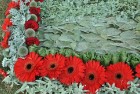Līvānu pilsētas svētku ietvaros iedzīvotāji izveidojuši krāsainus ornamentus no ziediem. Foto: www.livani.lv 16