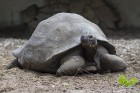 Jau 13. reizi  Rīgas zooloģiskajā dārzā notika tradicionālais Galapagu milzu bruņrupuču svēršanas pasākums 1