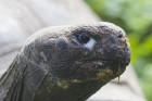 Ir nosvērtas 20 gadus vecās Galapagu bruņrupucienes Trīne un Čelsija 3