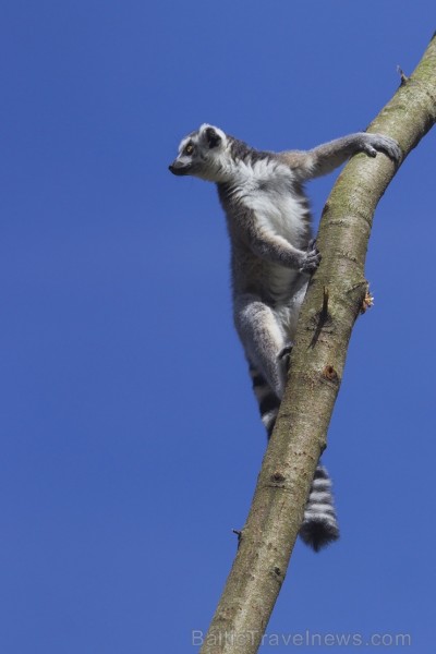 Rīgas zoodārzā notiks akcija Audz liels, stiprs un vesels!, kuras ietvaros būs iepējams iepazīt dzīvniekus un pārbaudīt bērna augumu un svaru 104487