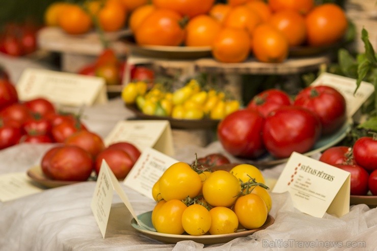 Dabas muzejā aplūkojama tomātu un ārstniecības augu parāde 104045