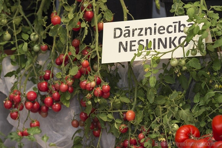 Dabas muzejā aplūkojama tomātu un ārstniecības augu parāde 104048