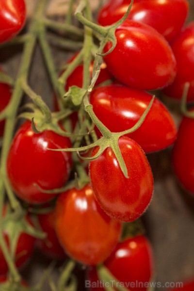 Dabas muzejā aplūkojama tomātu un ārstniecības augu parāde 104063