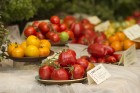 Dabas muzejā aplūkojama tomātu un ārstniecības augu parāde 2