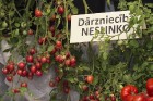 Dabas muzejā aplūkojama tomātu un ārstniecības augu parāde 6