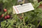 Dabas muzejā aplūkojama tomātu un ārstniecības augu parāde 9