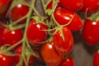 Dabas muzejā aplūkojama tomātu un ārstniecības augu parāde 11