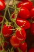 Dabas muzejā aplūkojama tomātu un ārstniecības augu parāde 12