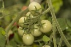 Dabas muzejā aplūkojama tomātu un ārstniecības augu parāde 13
