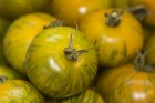 Dabas muzejā aplūkojama tomātu un ārstniecības augu parāde 15