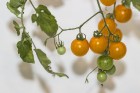 Dabas muzejā aplūkojama tomātu un ārstniecības augu parāde 17