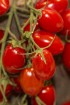 Dabas muzejā aplūkojama tomātu un ārstniecības augu parāde 20