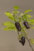 Dabas muzejā aplūkojama tomātu un ārstniecības augu parāde 23