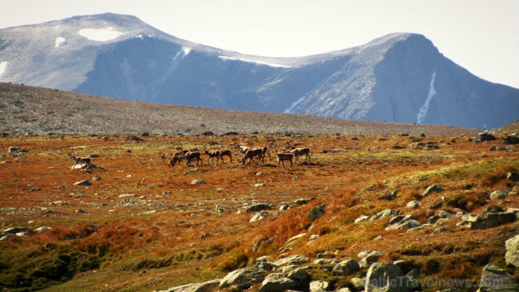 Vēl viens Dovres nacionālā parka iemītnieks ir ziemeļbriedis. Karstās dienās tie dodas augstāk kalnos atveldzēties. 105475