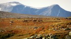 Vēl viens Dovres nacionālā parka iemītnieks ir ziemeļbriedis. Karstās dienās tie dodas augstāk kalnos atveldzēties. 17