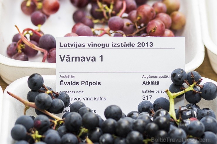 Dabas muzejā ir apskatāmas vīnogas un degustējami Latvijas labākie vīni 105571