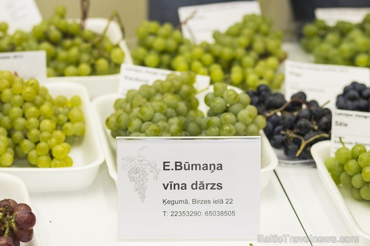 Dabas muzejā ir apskatāmas vīnogas un degustējami Latvijas labākie vīni 105575