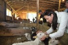 «Lauku ceļotājs» iepazīstina tūristus ar lauku saimniecības «Līcīši» (www.licisi.lv) mājdzīvniekiem un gardumiem 2