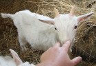 «Lauku ceļotājs» iepazīstina tūristus ar lauku saimniecības «Līcīši» (www.licisi.lv) mājdzīvniekiem un gardumiem 4