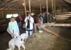 «Lauku ceļotājs» iepazīstina tūristus ar lauku saimniecības «Līcīši» (www.licisi.lv) mājdzīvniekiem un gardumiem 5