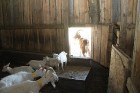 «Lauku ceļotājs» iepazīstina tūristus ar lauku saimniecības «Līcīši» (www.licisi.lv) mājdzīvniekiem un gardumiem 7