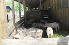 «Lauku ceļotājs» iepazīstina tūristus ar lauku saimniecības «Līcīši» (www.licisi.lv) mājdzīvniekiem un gardumiem 10