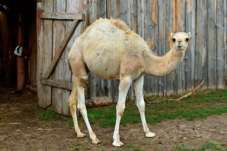 Rakši ZOO dzīvnieku saimi papildinājis vienkupra kamielis vārdā Šakils, kurš ir pirmais un pagaidām vienīgais Dromedāru /Camelus dromedarius/ kamielis 106168
