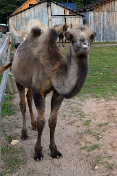 Rakšu ZOO apmeklējumu iespējams apvienot ar dažādām citām aktivitātēm Rakšos, piemēram, peintbolu, laivošanu un plostošanu, izmantot aktīvās atpūtas p 106176