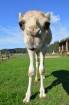 Rakšos var aplūkot Zoo, kurā šobrīd jau ir vairāk nekā 62 dzīvnieki - 8 kamieļi, lamas, alpakas, guanako, truši, vistas, aitas, kaza, un protams, suņi 2