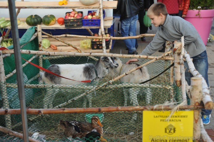 Nedēļas nogalē, 27. un 28. septembrī, Lauku labumu tirdziņā pie tirdzniecības kompleksa Spice, norisinājās Lielāko dārza velšu parāde, kurā apmeklētāj Nedēļas nogalē, 27. un 28. septembrī, Lauku labumu tirdziņā pie tirdzniecības kompleksa Spice, norisinājās Lielāko dārza velšu parāde, kurā apmeklētāj 107048
