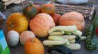 Nedēļas nogalē, 27. un 28. septembrī, Lauku labumu tirdziņā pie tirdzniecības kompleksa Spice, norisinājās Lielāko dārza velšu parāde, kurā apmeklētāj 20