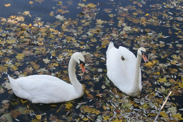 Rudens burvība ir pārņēmusi Sēliju. Travelnews.lv redakcija apmeklē Neretu, novadu pašā Latvijas - Lietuvas pierobežā Rudens burvība ir pārņēmusi Sēliju. Travelnews.lv redakcija apmeklē Neretu, novadu pašā Latvijas - Lietuvas pierobežā 107454